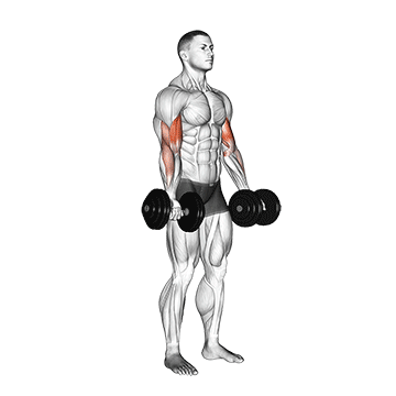 Exercise demonstration of a dumbbell biceps curl
