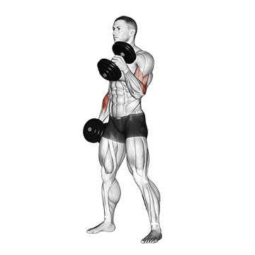 Exercise demonstration of a dumbbell hammer curl