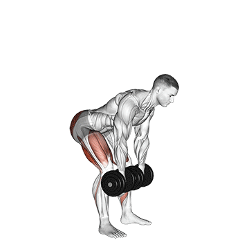 Exercise demonstration of a dumbbell Romanian deadlift