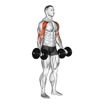 Exercise demonstration of a dumbbell drag biceps curl
